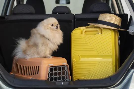 Sete dicas de como transportar seu cachorro no carro com segurança